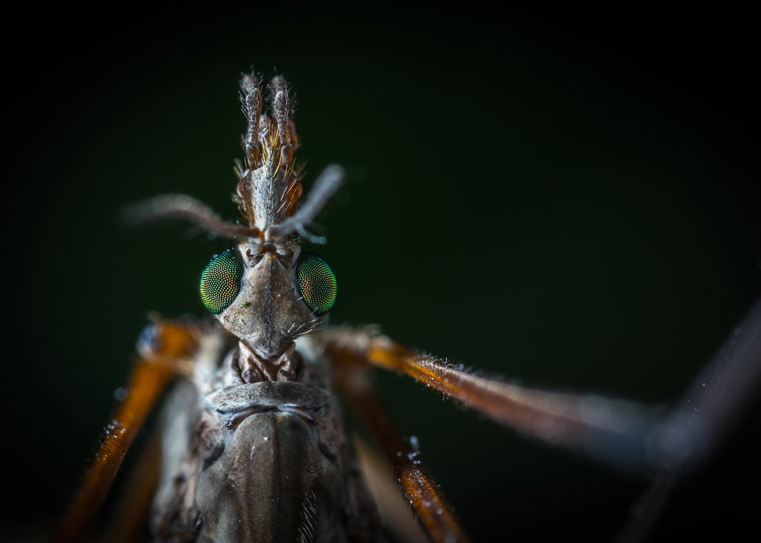 Ankle-Biting Mosquitoes: They’re Relentless