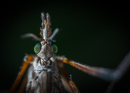 Ankle-Biting Mosquitoes: They’re Relentless