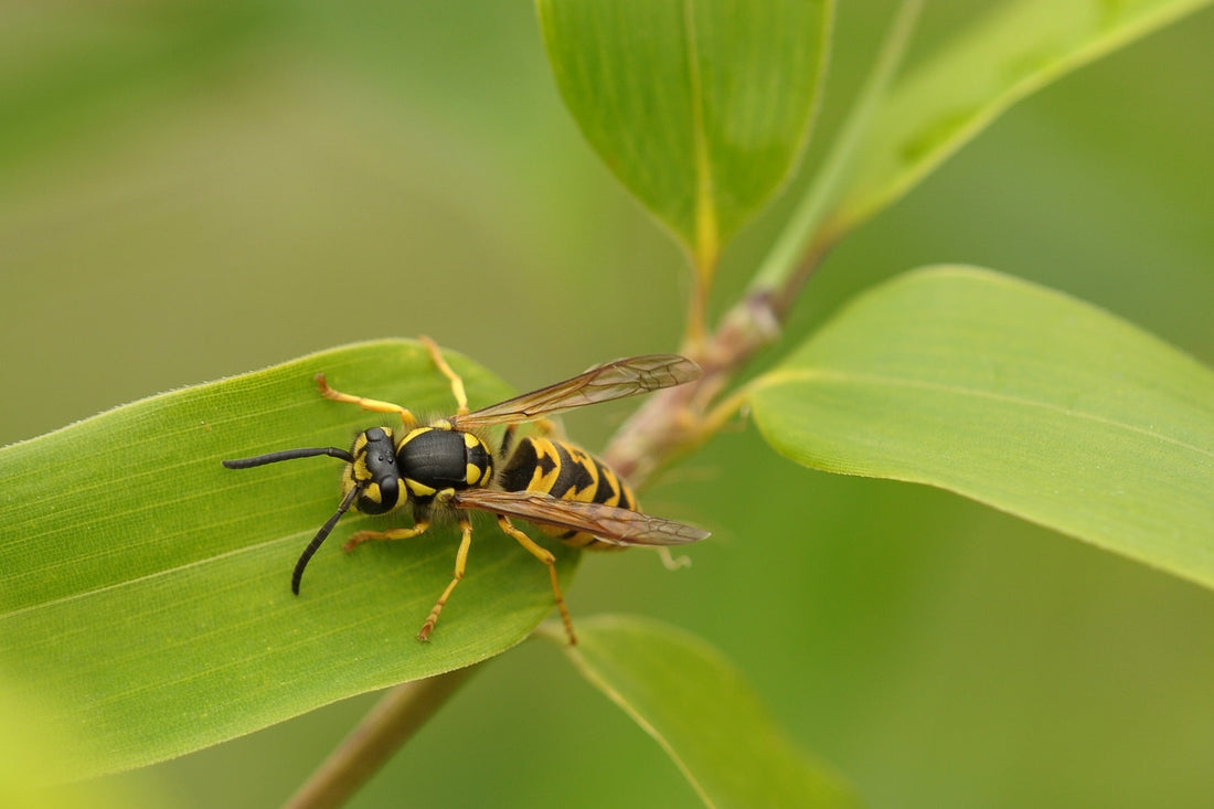 What To Do if Stung by a Wasp