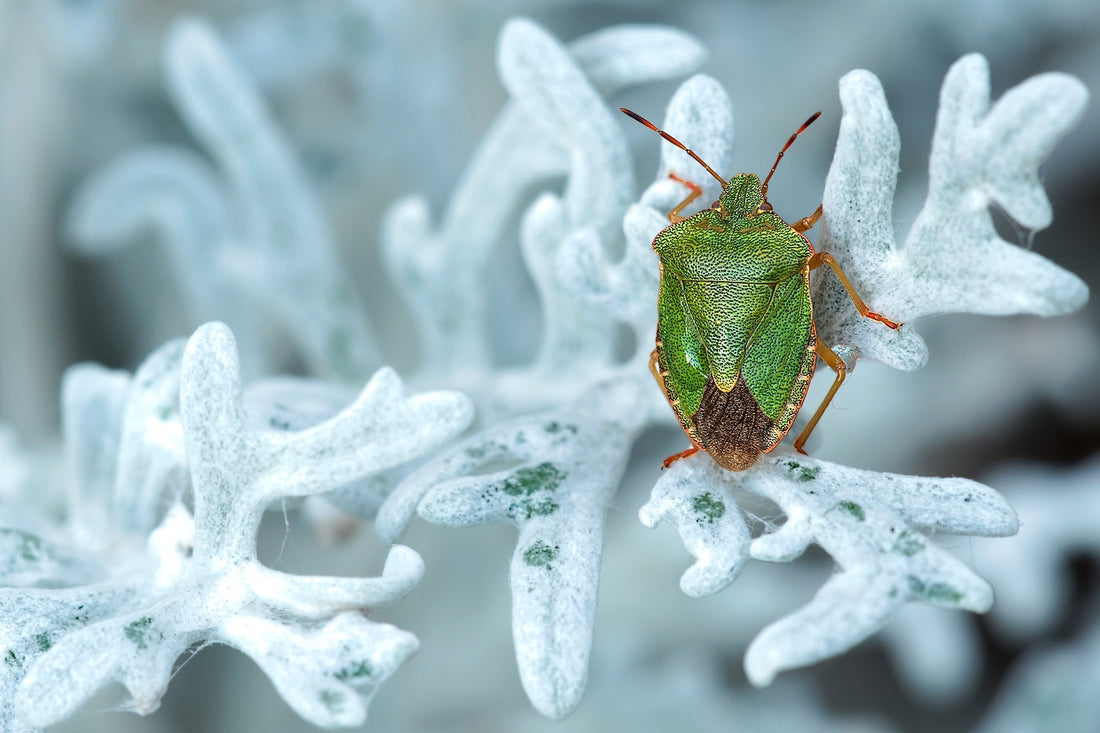 How To Get Rid of Stink Bugs Using Essential Oils