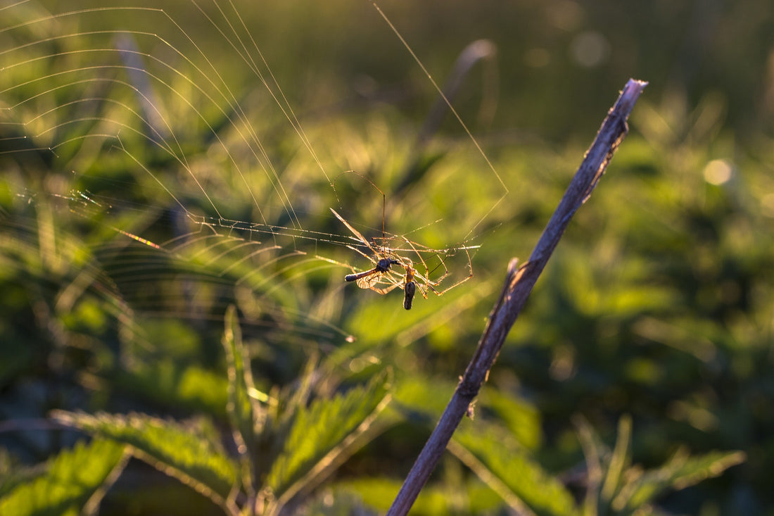 Mosquito Nets And How You Can Use Them