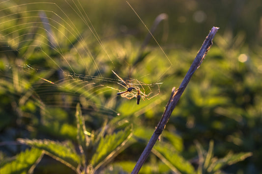 Mosquito Nets And How You Can Use Them