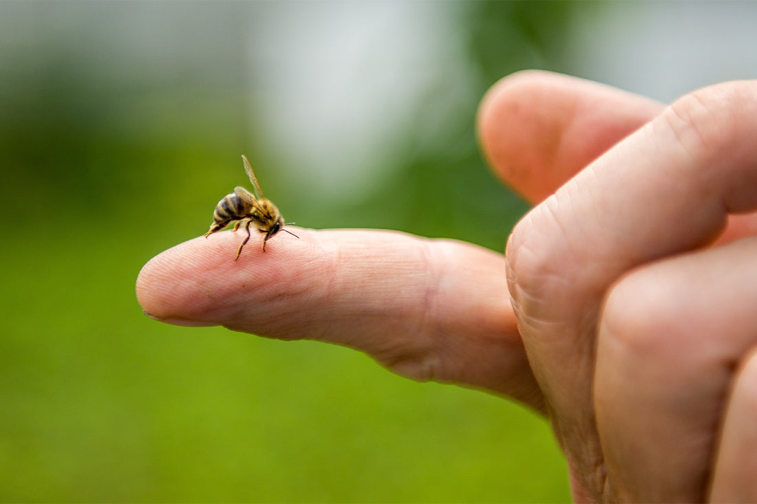 Why Do Bee Stings Get Worse Each Time?