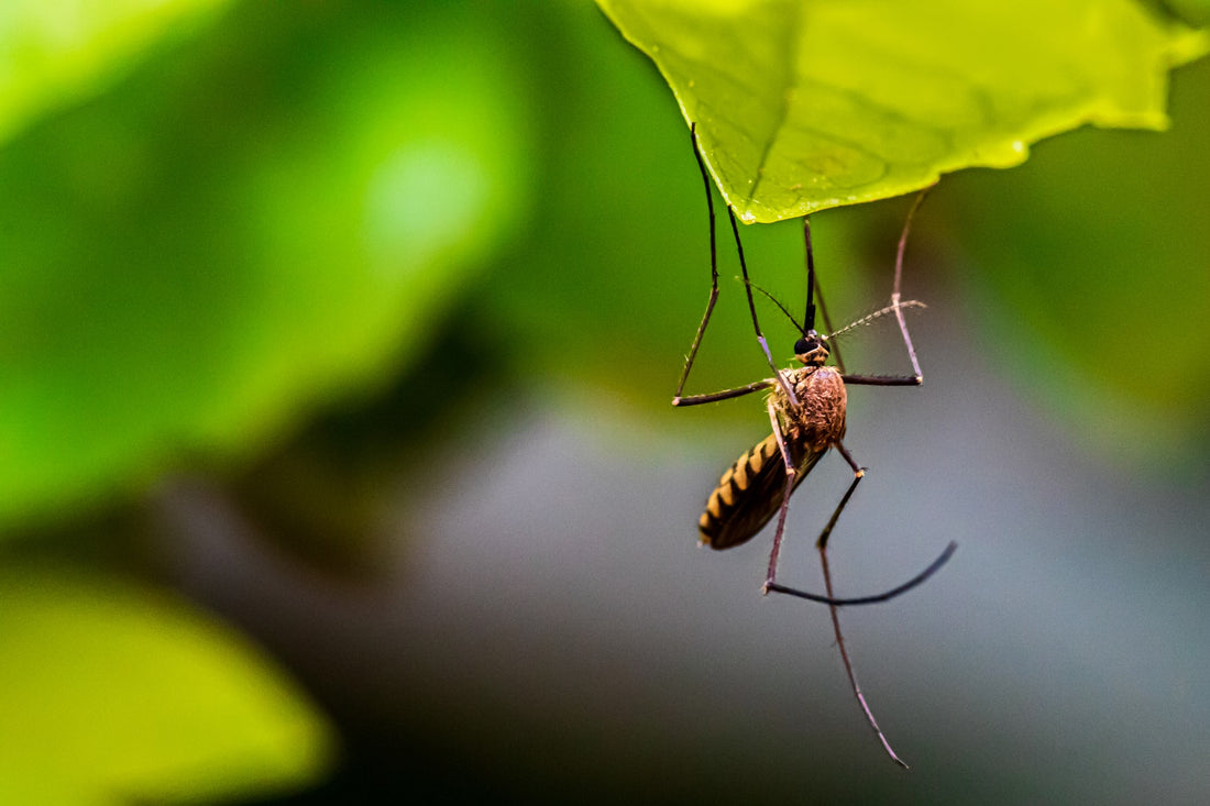 Electronic Mosquito Repellents That Work