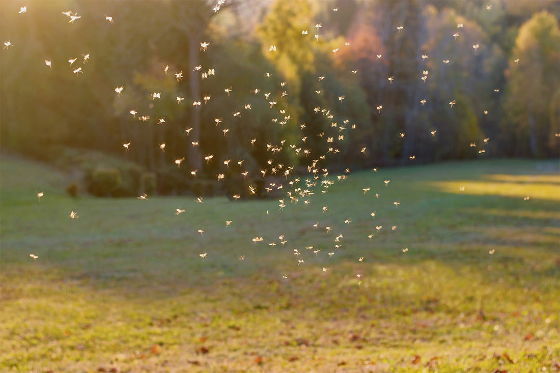 Where Do Mosquitoes Typically Live & Breed?